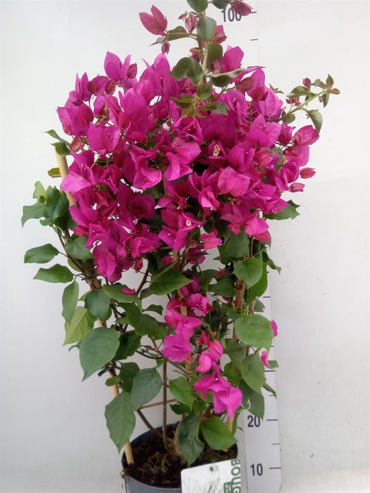 <h4>Bougainvillea  'Sanderiana'</h4>