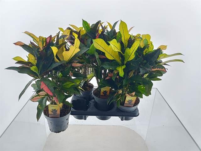 <h4>Codiaeum var. KL 'Wilma'</h4>