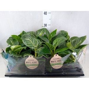 Philodendron   ...