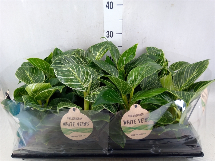 <h4>Philodendron   ...</h4>