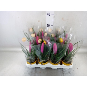 Tillandsia cyanea 'Vincent'