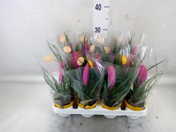 <h4>Tillandsia cyanea 'Vincent'</h4>