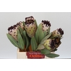 Protea Barbigera Snow Princess