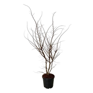 Ulmus minor suberosa