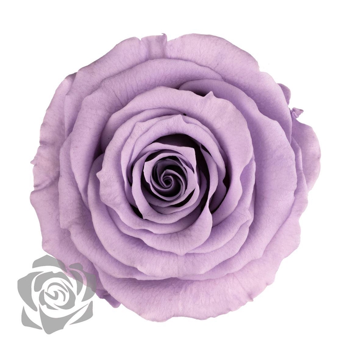 <h4>PRESERVED ROSA MINI WARMI VIO 03</h4>