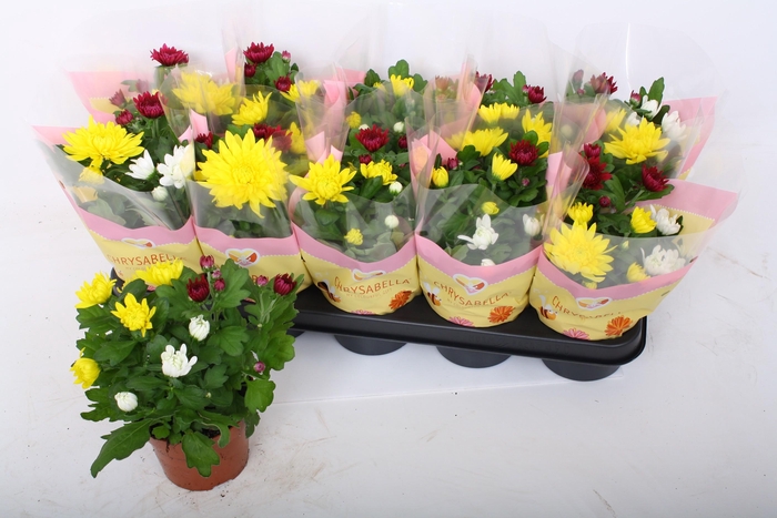 <h4>CHRYS GEM IN POT</h4>