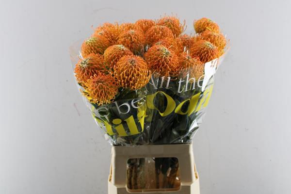 <h4>Leuco Ayoba Peach L 70</h4>