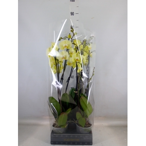 Phalaenopsis  'Golden Coin'