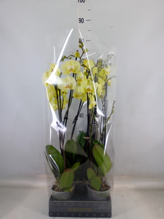 <h4>Phalaenopsis  'Golden Coin'</h4>