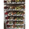 Bego Wf Dr Gem Mixk 1 Klr Per Tray