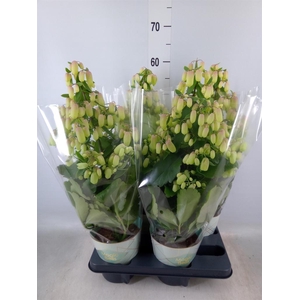 Kalanchoe  'Magic Bell'