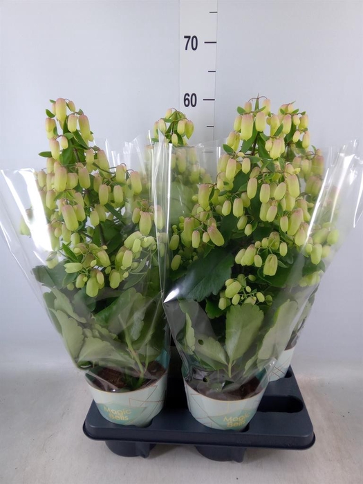 <h4>Kalanchoe 'Magic Bell'</h4>