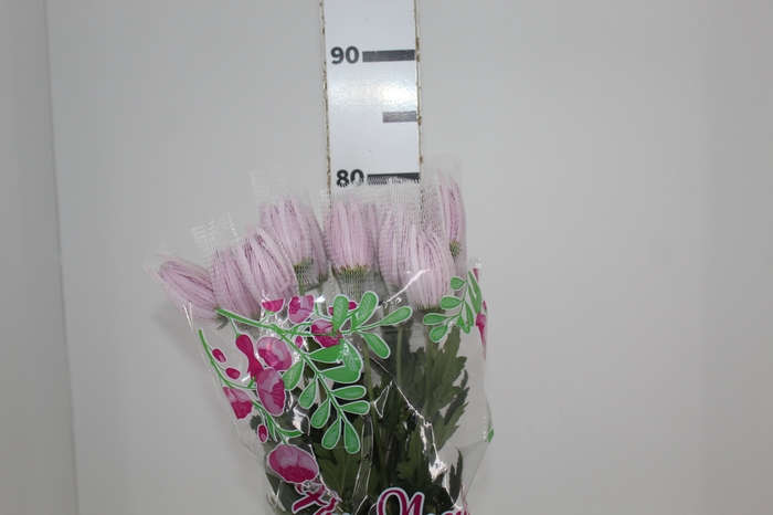 <h4>ANASTASIA CIPRIA 080 CM LILAS</h4>