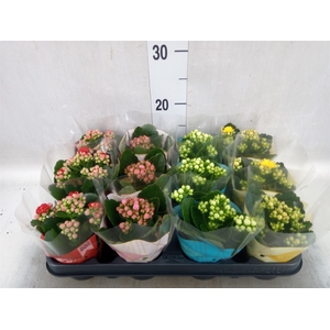 Kalanchoe blos.   ..rosebud mix GR