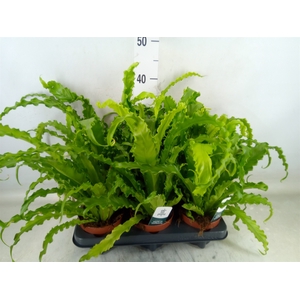 Asplenium antiquum 'Osaka'