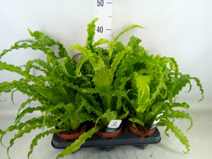 <h4>Asplenium antiquum 'Osaka'</h4>