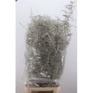 Sprengerie Wild Platina P Stem