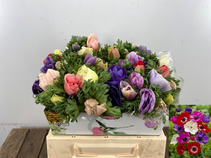 <h4>ANEM CO MAR GEM</h4>