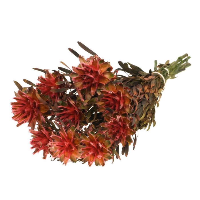 <h4>Plumosum Female Preserved Red</h4>