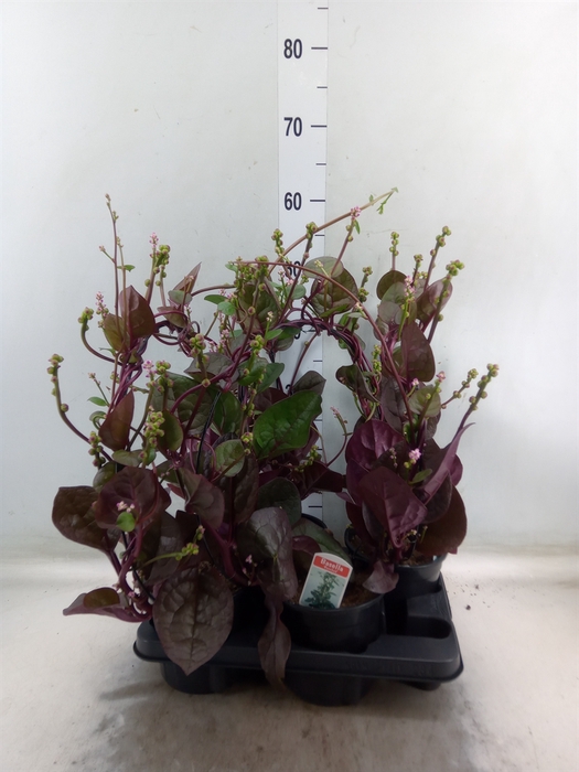 <h4>Basella alba 'Rosebud'</h4>