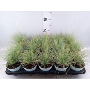 Festuca glauca 'Amigold'