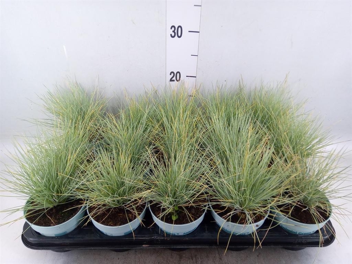 <h4>Festuca glauca 'Amigold'</h4>