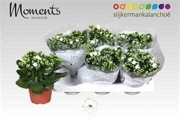 <h4>KAL GE STELLAR WHITE</h4>