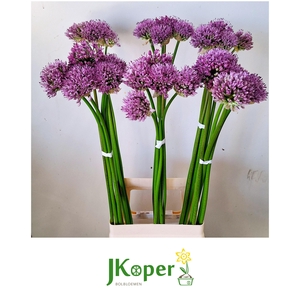 ALLIUM GLADIATOR