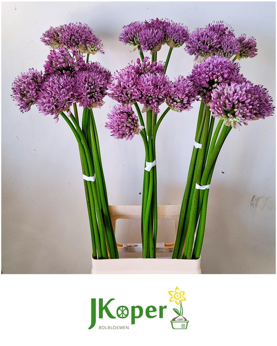 <h4>ALLIUM GLADIATOR</h4>