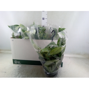 Scindapsus pictus 'Trebie'