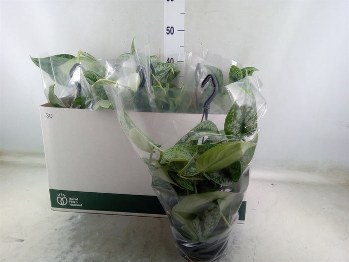 <h4>Scindapsus pictus 'Trebie'</h4>