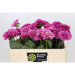 Dahlia Annamarie