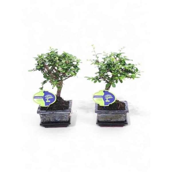 <h4>Carmona macrophylla, 12cm., broom, with drip tray</h4>