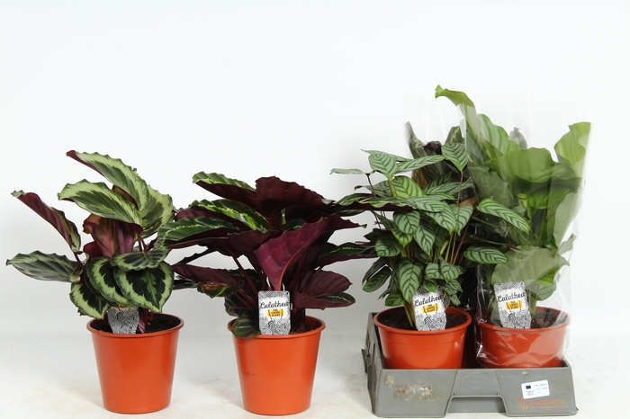 <h4>CALAT GEM 4 SRT</h4>