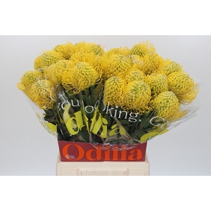 LEUCO AYOBA YELLOW