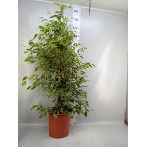 Ficus benja. 'Golden King'