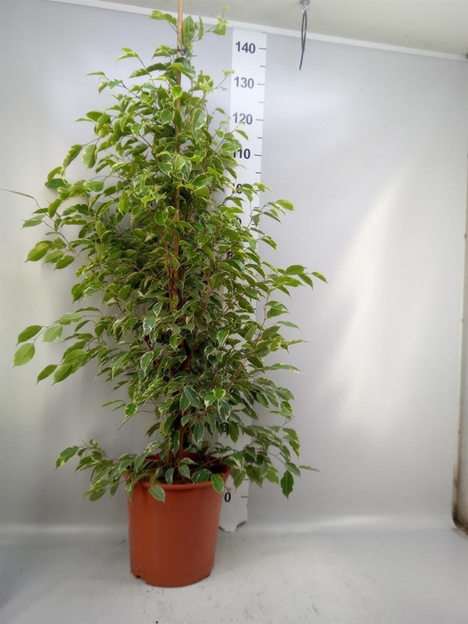 <h4>Ficus benja. 'Golden King'</h4>