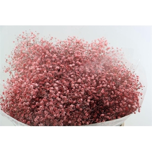 Gyps Grof Pink (dip)