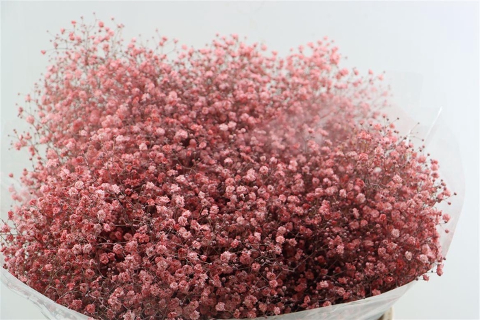 <h4>Gyps Grof Pink (dip)</h4>