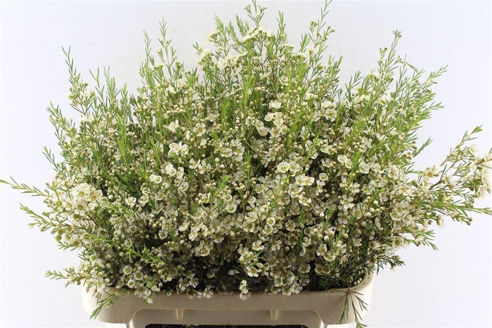 <h4>Chamelaucium Ofir White</h4>