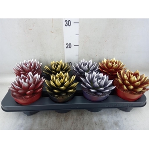 Echeveria  'Miranda'