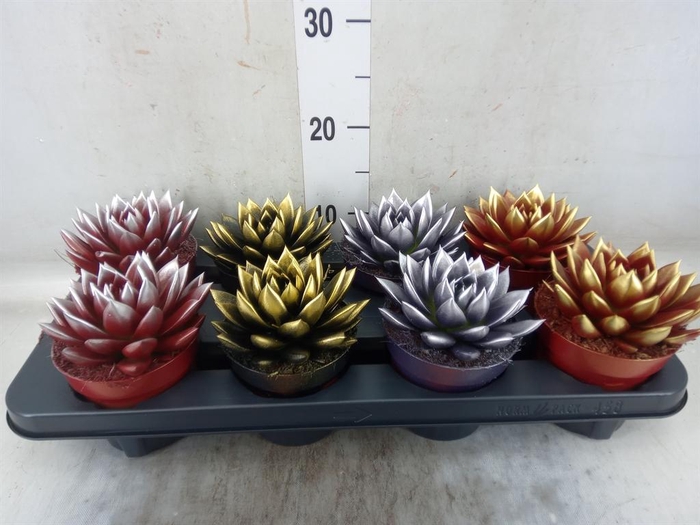 <h4>Echeveria  'Miranda'</h4>