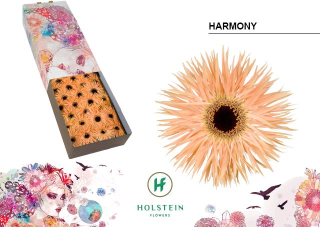 Gerbera Spider Harmony Doos