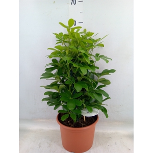 Schefflera arbor. 'Nora'