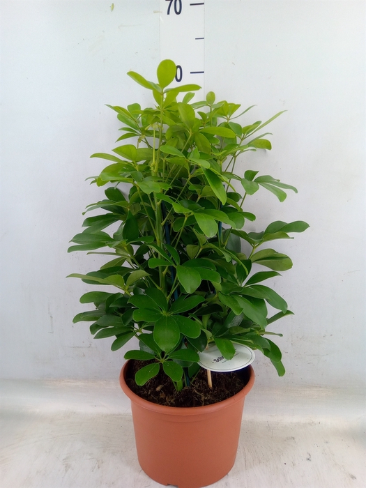 <h4>Schefflera arbor. 'Nora'</h4>