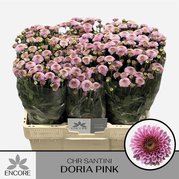 <h4>Chr S Aaa Doria Pink</h4>