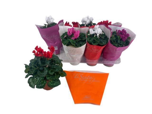 <h4>CYCL OVERIG</h4>