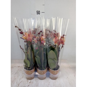 Phalaenopsis multi.   ...orange