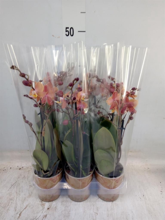 <h4>Phalaenopsis multi.   ...orange</h4>