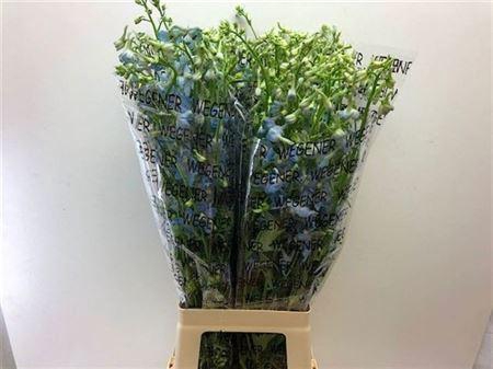 <h4>Delph En Ballkleid</h4>